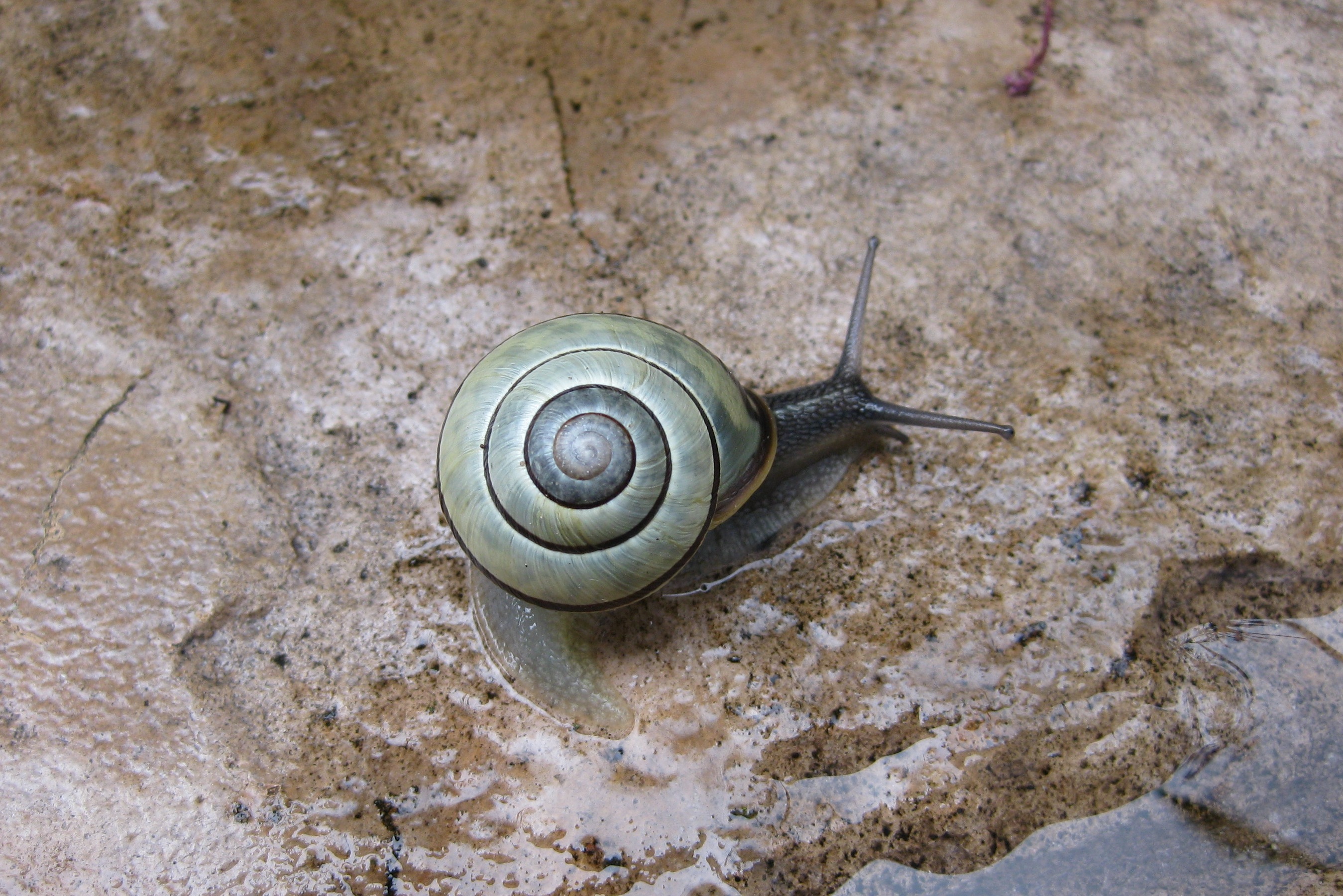 Snail.JPG